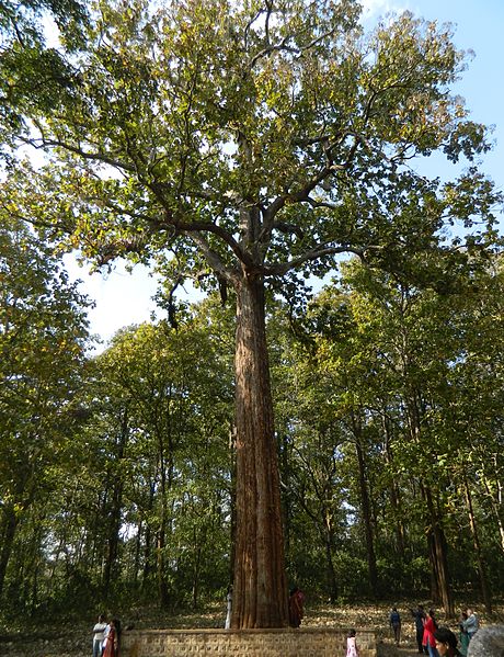 teak tree