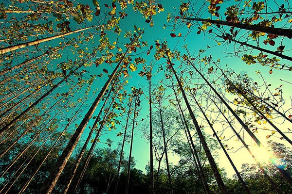 teak forest with tall straight trees