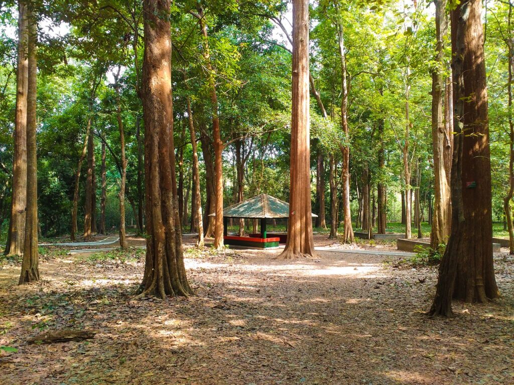 teak trees