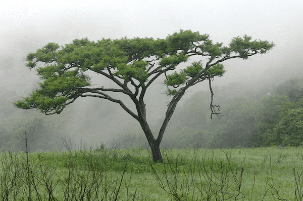 acacia tree