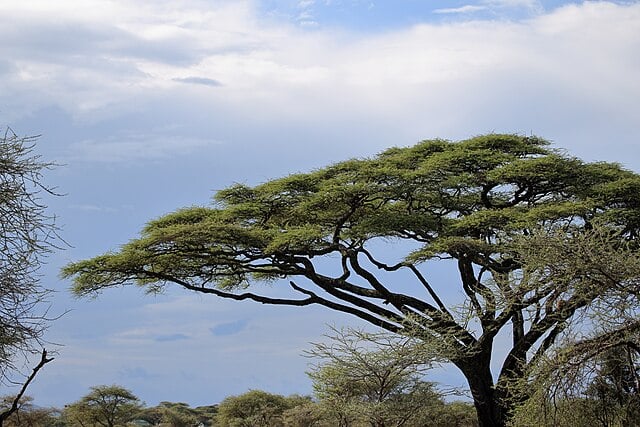 acacia tree