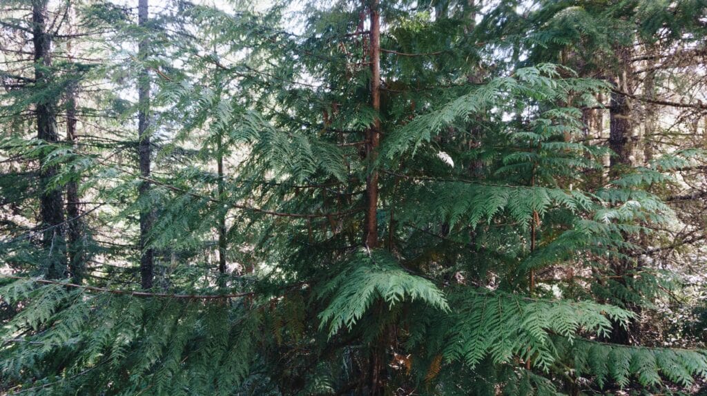 western red cedar