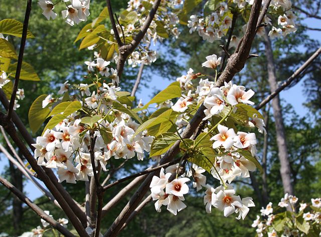 Tung oil tree flowering